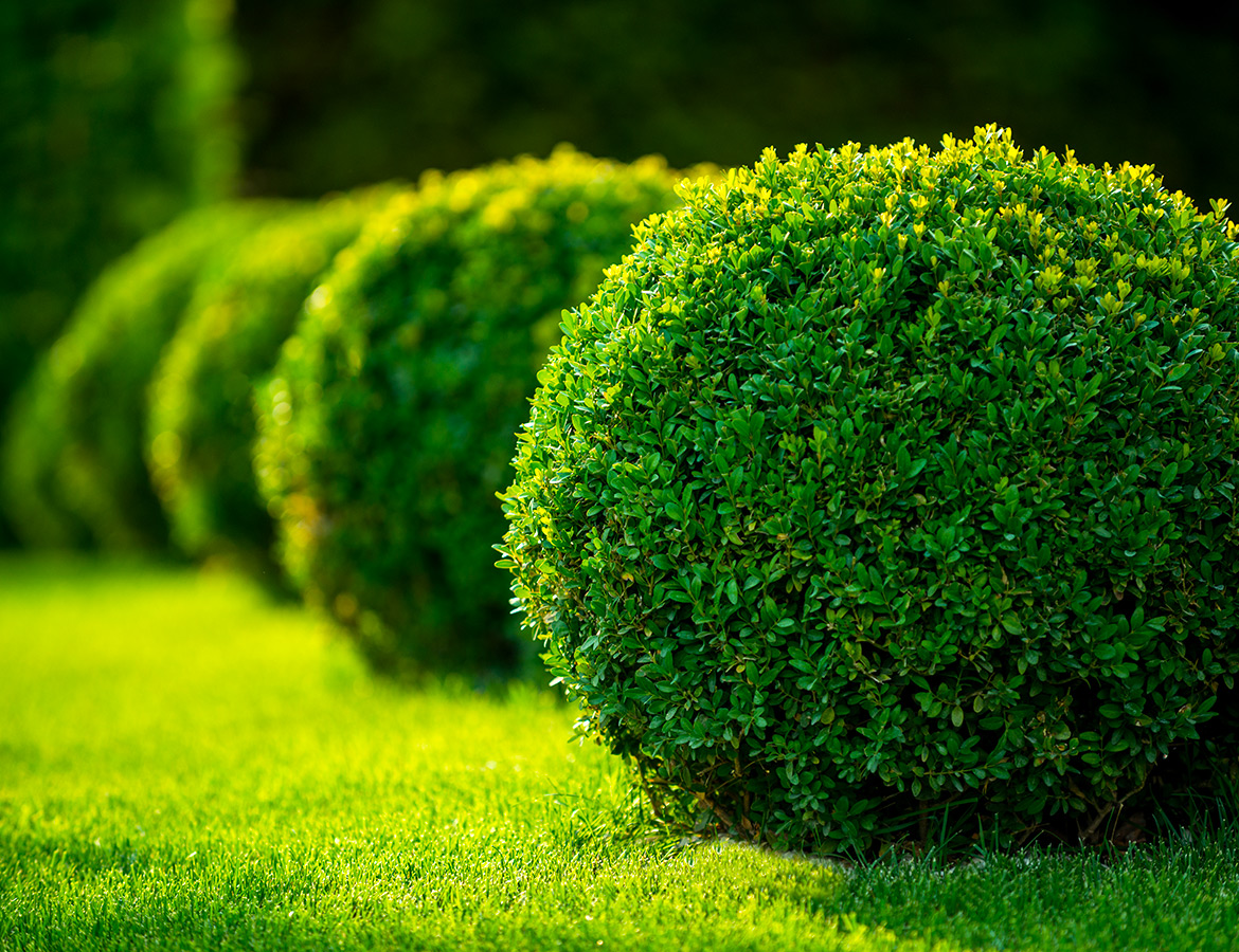 Hedging and trimming Melbourne