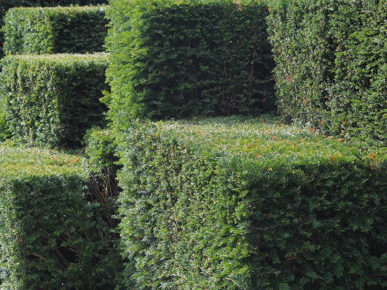 Hedges by Leave It To Luke Melbourne